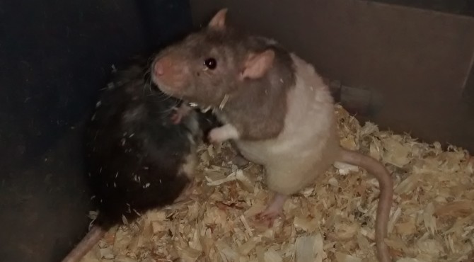 rats